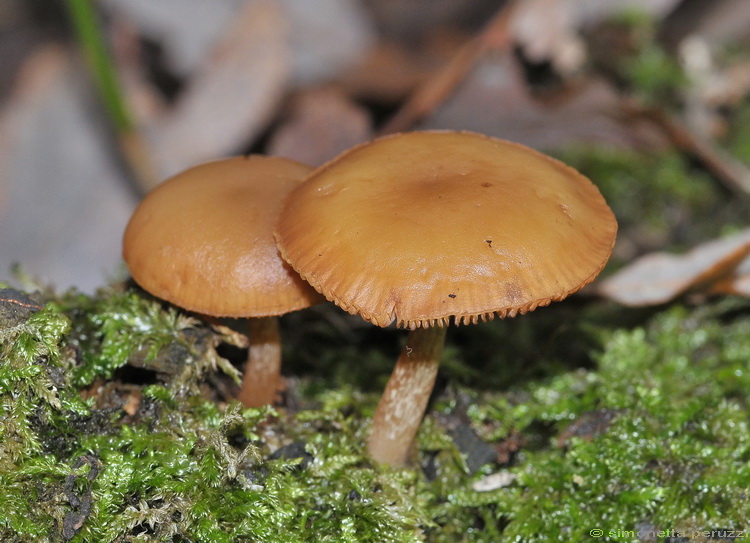 Escursione del tardo autunno nelle colline chiantigiane
